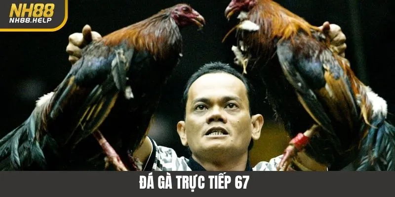 Đá Gà Trực Tiếp 67 - Sân Chơi Giải Trí Hấp Dẫn Tại NH88