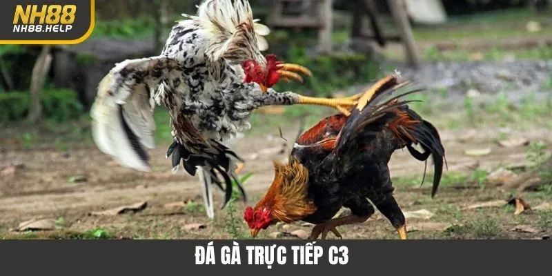 Đá Gà Trực Tiếp C3 NH88 - Trận Đấu Kịch Tính Không Thể Bỏ Lỡ