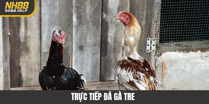 Trực Tiếp Đá Gà Tre NH88 - Sân Chơi Chiến Kê Đầy Kịch Tính